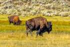 USA, Wyoming, Yellowstone National Park. Bison in grassy field. Art Print